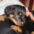 vend-chiot-male-2-mois-type-rottweiller
