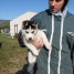 chiot-husky-disponible