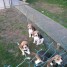 chiens-race-beagle