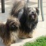 a-reserve-3-chiots-lhassa-apso-lof