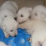 vent-chiot-berger-blanc-suisse-lof