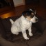 chiot-jack-russel