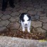 vends-chiots-type-border-collie