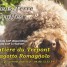 lagotto-romagnolo-chiens-truffiers