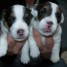 a-reserver-chiots-jack-russell-terrier-l-o-f