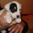 a-reserver-chiot-jack-russel