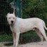 a-adopter-dogue-argentin-sourd-5-ans