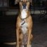 a-adopter-miette-croisee-boxer-10-ans