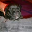 a-reserver-chiot-staffordshire-bull-terrier-staffy-lof