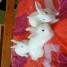 donne-3-bebes-lapins-nains-blancs-prox-lilli