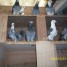 pigeons-voyageurs