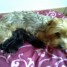 a-reserve-3-males-yorkshire-terrier