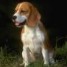 urgent-donne-beagle