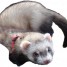 furet-male-1-an-1-2-pour-saillie