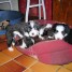 chiots-bearded-collies