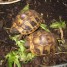 jeunes-tortues-terrestres