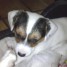 adorable-chiot-type-jack-russel