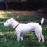 saillie-parson-russell-terrier