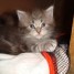 chatons-mainecoon