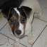 chiot-jack-russell-terrier-lof