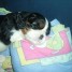 chiots-type-cavaliers-king-charles