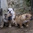 chiots-olde-english-bulldogge-disponibles