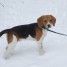 chiot-de-race-beagle
