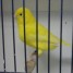 a-ceder-canaris-jaune-intenssif-2008