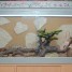 vends-geckos-leopard-terrarium-complet