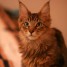 chaton-maine-coon-male