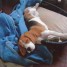 beagle-male-11-mois
