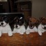 6-chiot-jack-russel