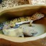 geckos-leopard-eublepharis-macularius