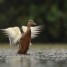 cherche-chasse-pigeon-canard