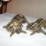 tortues-terrestres-a-vendre-avec-photo-citescertificat-prix-compris