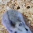 bebes-hamster-russe-banc-et-gris