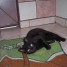 chaton-noir-de-6-mois