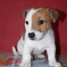 vends-chiots-jack-russell