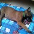 vend-chiot-malinois