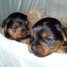 chiots-yorkshire