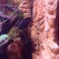 tanganyka-variabilichromis-moori-femelle-sauvage