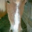 recherche-don-de-materiaux-pour-association-d-aide-aux-chevaux