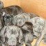 cane-corso-inscrits-au-lof