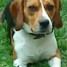 cesar-jeune-beagle
