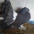 pigeon-paons-indiens