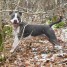 etalon-amstaff-dispo-pour-saillie