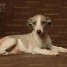 chiots-whippet-disponibles
