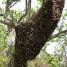 recuperation-gratuite-d-essaim-d-abeille