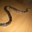 boa-constrictor-imperator-phase-colombienne