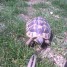 vend-tortues-males-hermanns